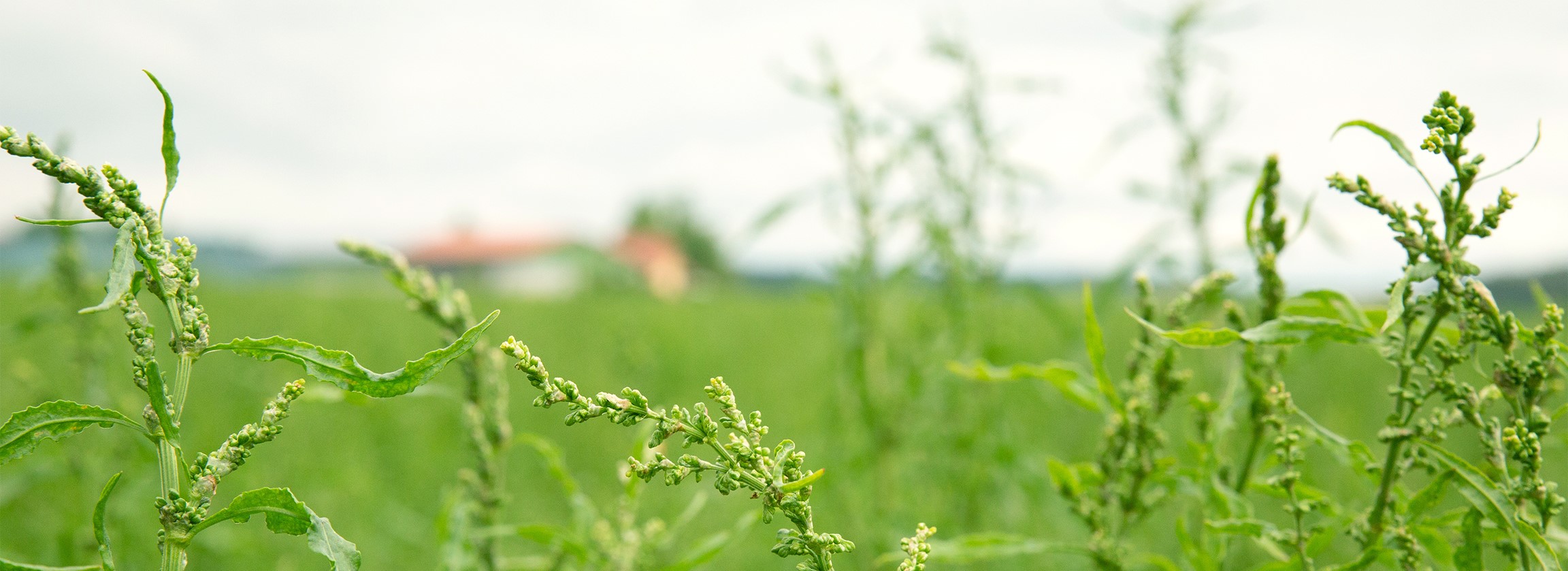 Cultivation Oberpfalz