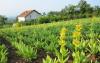 Cultivation of yellow gentian